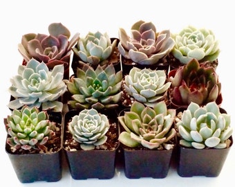 Live Unique Small Rare Succulent Flowers Plants Echeveria Collection of 6 pots  2 inch planter - gift