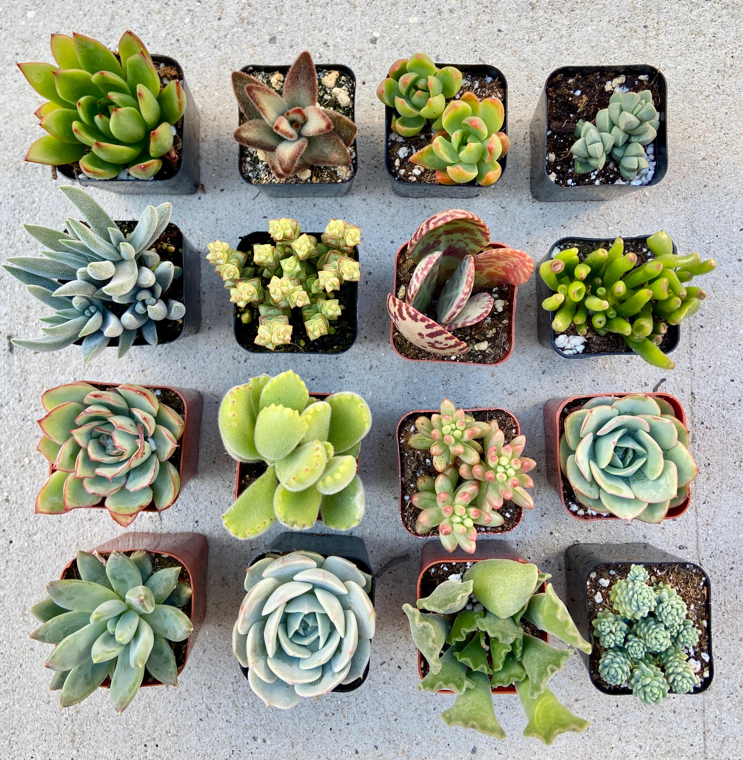 16/12/8/6 Succulent Plants Variety Pack  Vibrant, Succulents for Crafts,  Gifts Care Tips - Etsy