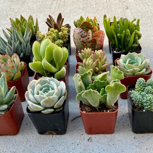 Pode incluir: Conjunto de 12 pequenas plantas suculentas em vasos individuais. As plantas s&atilde;o de v&aacute;rias cores: verde, vermelho e branco. Os vasos s&atilde;o uma mistura de preto e marrom.