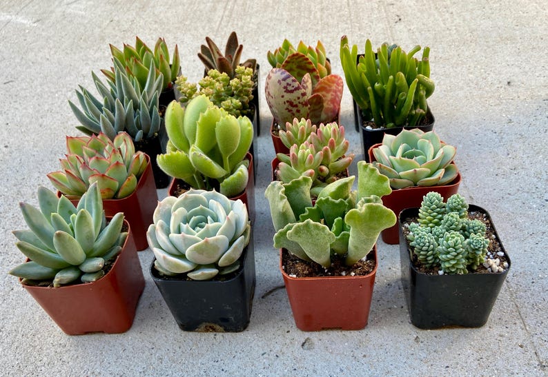Pode incluir: Conjunto de 12 pequenas plantas suculentas em vasos individuais. As plantas s&atilde;o de v&aacute;rias cores: verde, vermelho e branco. Os vasos s&atilde;o uma mistura de preto e marrom.