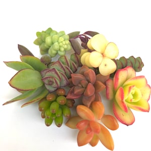 Mini Succulent Cuttings: 10 Unrooted Plants for DIY Fairy Garden
