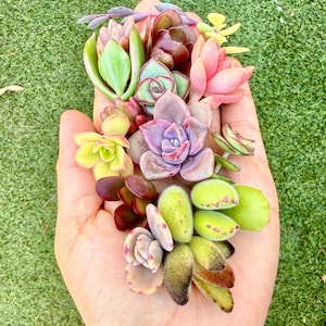 10 Colorful Succulent Cuttings Baby, Beginner Starter Pack, Propagation Garden