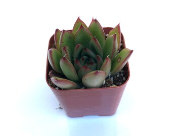 Small Rare Unique Live Succulent Plant in two inch Potted Echeveria agavoides 'Christmas'