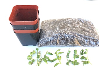 Small Plant cutting DIY- succulent Leaf Propagation kit - string of baby cuttings - Terrarium plants