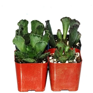 Rare Unique Potted Succulent Plant - 2 inch  Adromischus – Crinkle Leaf Plant – ‘Key Lime Pie’