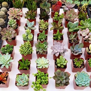 Pode incluir: Conjunto de pequenas suculentas em vasos de v&aacute;rias cores e texturas. As suculentas est&atilde;o dispostas em uma grade sobre uma superf&iacute;cie branca.