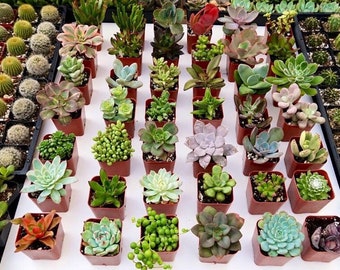 Succulent and Cacti Bundle - 16 Plants for Weddings, Gifts | Home Decor | Handpicked| Healthy | Perfect DIY Crafts & Favors mini succulents