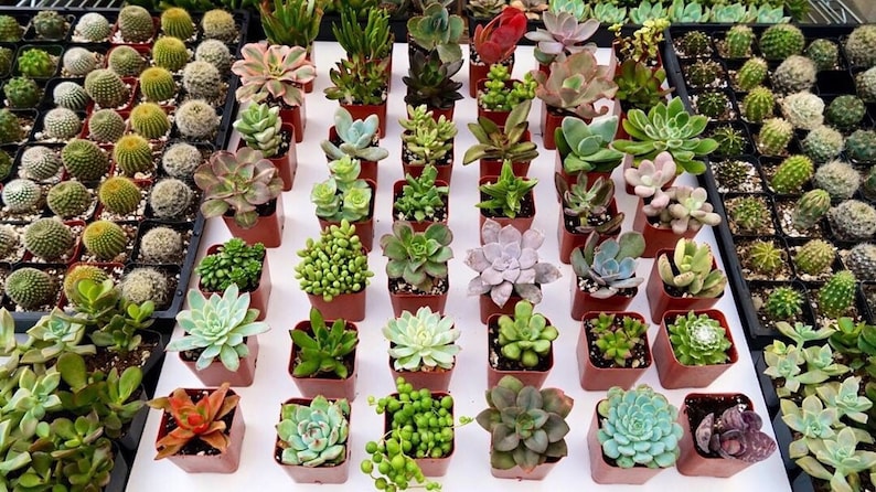 Pode incluir: Conjunto de pequenas suculentas em vasos de v&aacute;rias cores e texturas. As suculentas est&atilde;o dispostas em uma grade sobre uma superf&iacute;cie branca.