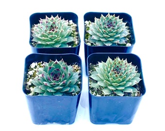 Rare Unique Potted Succulent Plant - 2 inch Potted Sempervivum Calcareum - Hens n Chicks