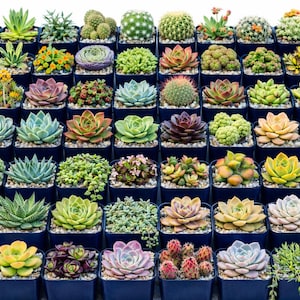 6/8/12/16 Succulent Plants