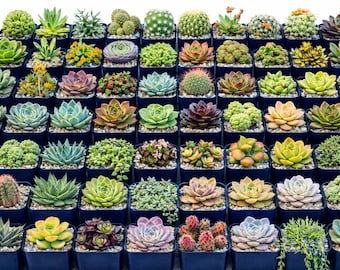 6/8/12/16 Plantas suculentas