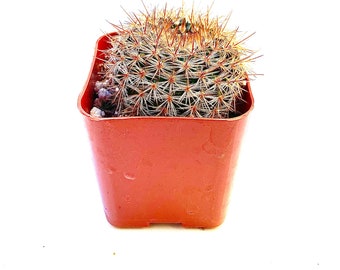 Potted Cactus Plant - Mammillaria spinosissima Red Headed Irishman-- 2 inch potted cactus .