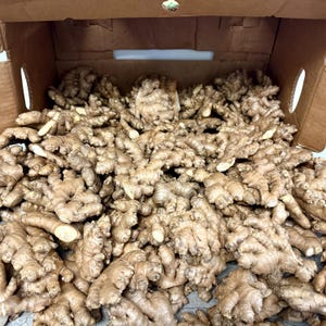 Fresh Organic Ginger Root - Whole Rhizome for Cooking, Tea, Juicing bild 10