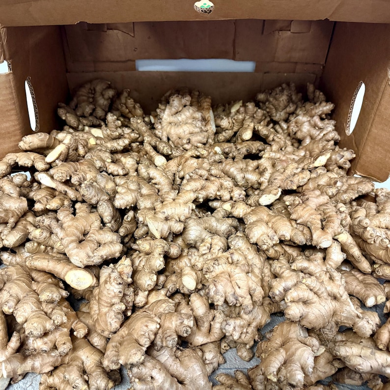 Fresh Organic Ginger Root - Whole Rhizome for Cooking, Tea, Juicing bild 10