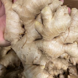 Fresh Organic Ginger Root - Whole Rhizome for Cooking, Tea, Juicing bild 4