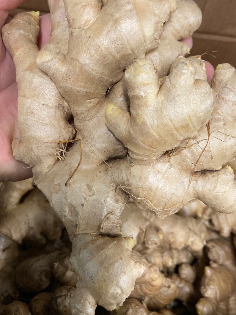 Fresh Organic Ginger Root - Whole Rhizome for Cooking, Tea, Juicing bild 4
