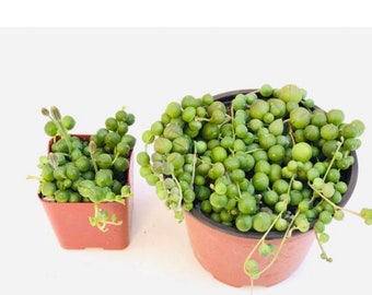 Potted Succulent Plant - Duo 2inch Potted String of Pearls and 4inch string of pearls