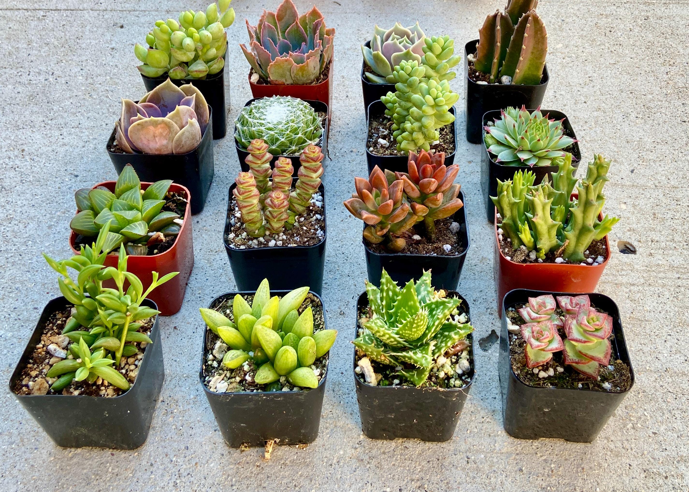 Succulents SucculentsII 2冊セット Succulents SucculentsII 2冊セット Succulents SucculentsII 2