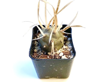 Rare Unique Live Oudoor  Potted Cactus Plant - 2 inch Potted Paper Spine Cactus