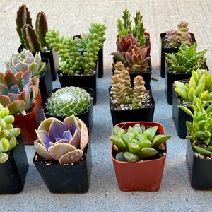 Puede incluir: Surtido de 15 peque&ntilde;as plantas suculentas en macetas de pl&aacute;stico negro. Las suculentas est&aacute;n dispuestas en tres filas de cinco. Las suculentas son de varios colores y formas, incluyendo verde, rojo y morado.