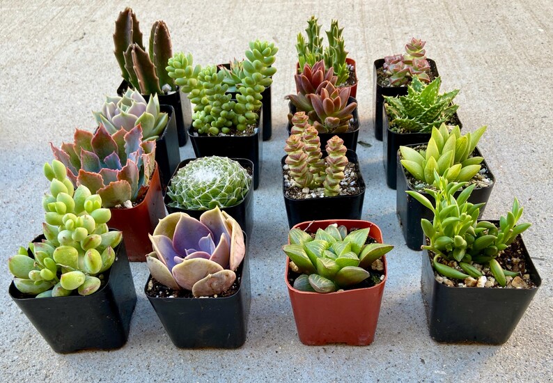 Puede incluir: Surtido de 15 peque&ntilde;as plantas suculentas en macetas de pl&aacute;stico negro. Las suculentas est&aacute;n dispuestas en tres filas de cinco. Las suculentas son de varios colores y formas, incluyendo verde, rojo y morado.