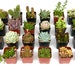 see more listings in the Succulent Collections  section