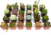 8 potted succulents plant collection | housewarming decor plants | wedding favors potted plants | real succulent for crafts