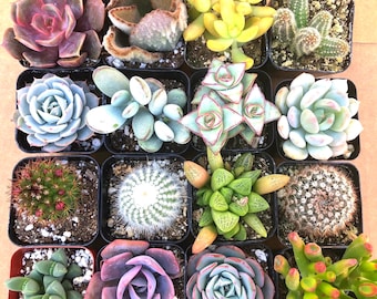 1g Agave Nizandensis: Rare Spineless Container Agave - Etsy