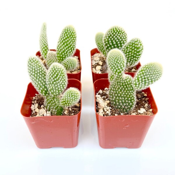 Potted Cactus Plant - 2 inch Potted Opuntia Microdasys Albispina