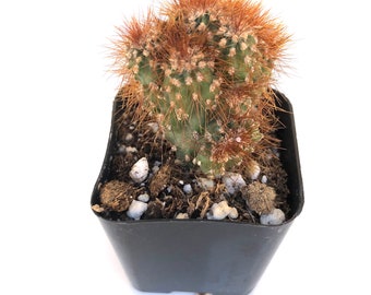 Potted Cactus Plant - 2 inch Potted Cereus repandus f. monstrosus Peruvian Apple Cactus