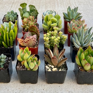 Puede incluir: Surtido de 16 peque&ntilde;as plantas suculentas en macetas negras con insertos de pl&aacute;stico rojo. Las suculentas est&aacute;n dispuestas en cuatro filas de cuatro plantas cada una.