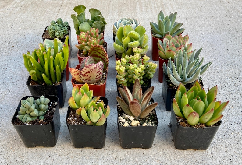 Puede incluir: Surtido de 16 peque&ntilde;as plantas suculentas en macetas negras con insertos de pl&aacute;stico rojo. Las suculentas est&aacute;n dispuestas en cuatro filas de cuatro plantas cada una.