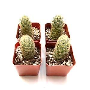 May include: Four small cactus plants in terracotta pots. The cactus plants are green and have white spines. The pots are square and have a brown color.