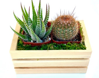 Best seller! Succulent Arrangement, Garden Box, Girlfriends gift, Client present, Live Succulent Plant Giftbox.