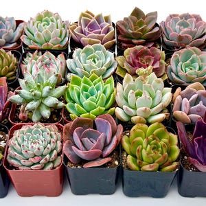 6 Potted Rooted Echeveria Succulent Live Plants in 2 Inch Planters Vibrant Beginners Pack