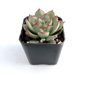 Rare Flowering Small Unique Gift Potted Succulent Plant - 2 inch Echeveria Esther