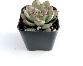 Rare Flowering Small Unique Gift Potted Succulent Plant - 2 inch Echeveria Esther