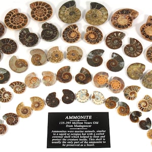 Mini Ammonite Paare | FAPM