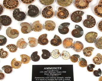 Mini Ammonite Pairs | FAPM