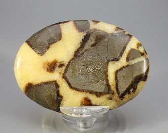 Piedra de palma septaria (grado extra) ~70 x 50 mm / PSV2318
