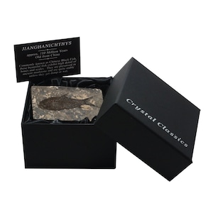 Jianghanichthys - Fossil Black Fish Gift Box | BBF01
