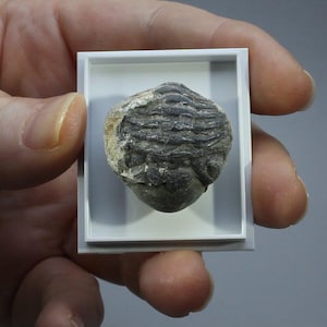 May include: A fossilized trilobite specimen, encased in a white display box. The trilobite is a dark gray color with visible segmented body sections. The fossil is held against a neutral gray background.