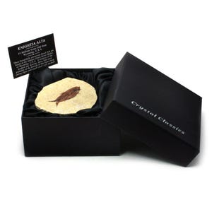 Knightia Fossil Fish Gift Box - Medium | BXM57
