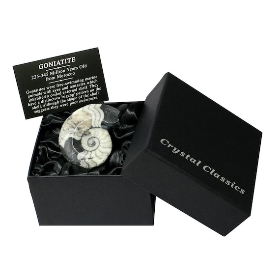 Goniatite Fossil Gift Box Small BXS53 Etsy Australia