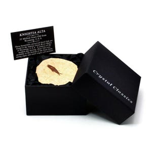 Knightia - Fossile Fisch Geschenk Box - Klein | BKS57