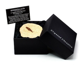 May include: A black box with a white label that reads "Crystal Classics" and a round, beige fossil of a Knighttia Alta fish inside. The label on the fossil reads "Knighttia Alta 55 Million Years Old from Wyoming, U.S.A."