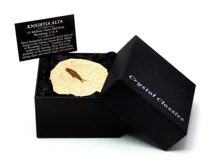 Knightia - Fossil Fish Gift Box - Small | BXS57