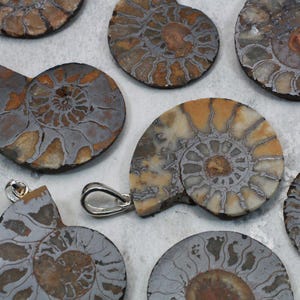 Può includere: Una collezione di ciondoli e fette di ammoniti fossilizzate. I fossili mostrano intricati motivi a spirale in tonalità di grigio, marrone e beige. Alcuni ciondoli hanno anelli color argento per attaccare una catena.