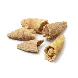 Triplophyllite Hornkoralle Fossilien - 5er Pack | FTH01