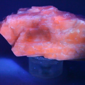 May include: A raw, irregularly shaped mineral specimen displaying a vibrant, glowing orange fluorescence under ultraviolet light. The surface of the stone is textured with crystalline facets and ridges, showing variations in color intensity.